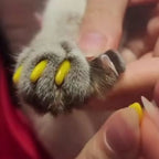 Cat Nail Caps