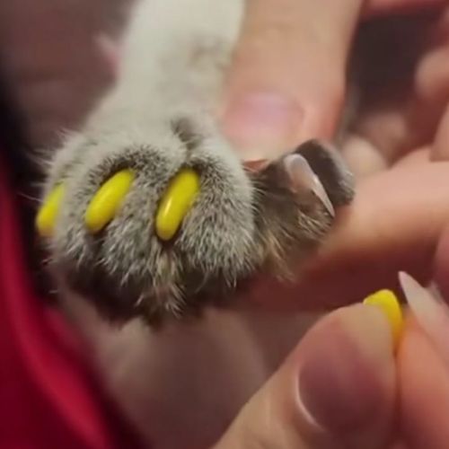 Cat Nail Caps